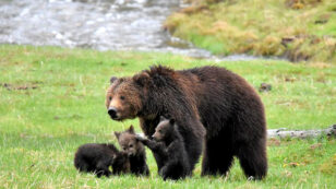 Battle Begins to Restore Protections for Greater Yellowstone Grizzly Bears