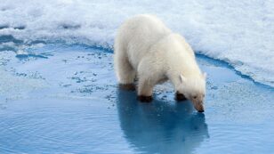 Polar Bears Are Increasingly Resorting to Cannibalism, Scientists Say