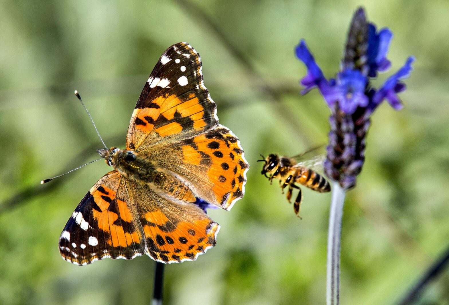 Swarms of butterflies migrate through Southern California