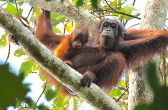 Ravaged by Deforestation, Borneo Loses Nearly 150,000 Orangutans in 16 Years