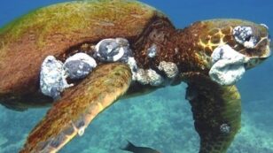 Gruesome Tumors on Sea Turtles Linked to Climate Change and Pollution