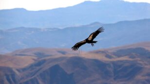 Wind Power Company Announces Plan to Breed Condors