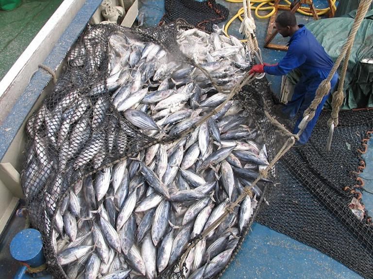 Yellowfin tuna caught by fishermen in Seychelles.