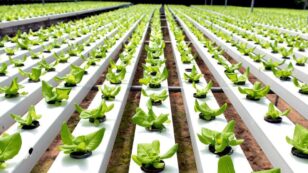 Should Hydroponic Farming Be Eligible for Organic Certification?