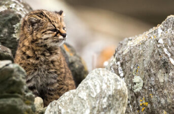 Can the Smallest Wild Cat in the Americas Survive?