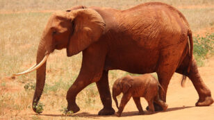 3 Reasons Elephants Make the Best Mothers