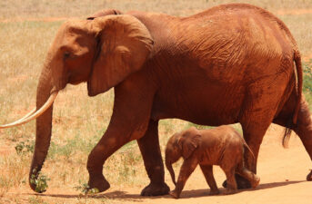3 Reasons Elephants Make the Best Mothers