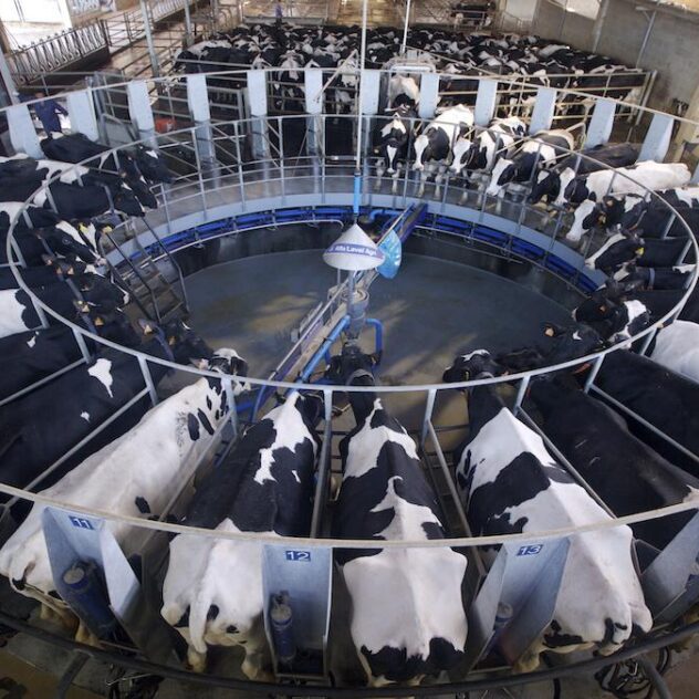 Factory Farming: Everything You Need to Know