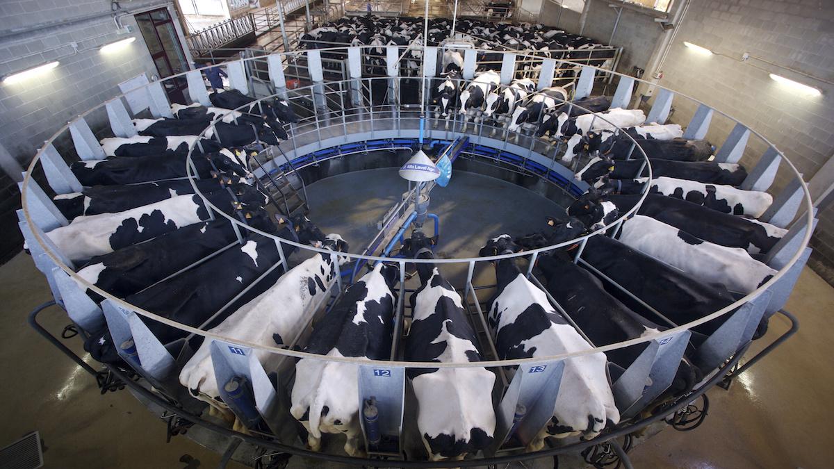 A farm of more than 300 cows in Galicia, Spain.