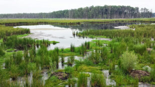 Protecting the World’s Wetlands: 5 Essential Reads