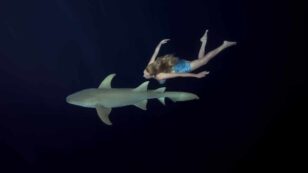 Will 500,000 Sharks Be Slaughtered for a COVID-19 Cure?