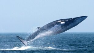 How You Can Help Save the Whales by Eating the Right Fish
