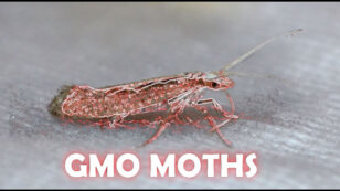 Organic Farmers Fight Release of GMO Moths