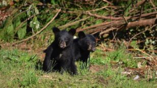 Alaska Poachers Sentenced for Killing Mother Bear and ‘Shrieking’ Cubs