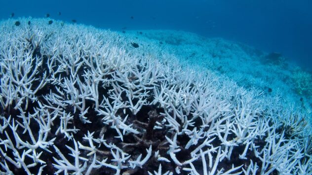 Only Two Percent of the Great Barrier Reef Has Escaped Coral Bleaching
