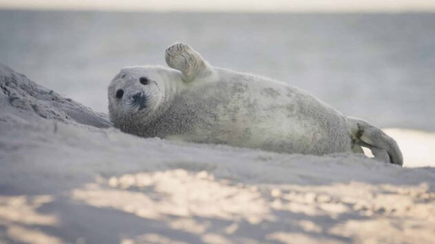 Adorable Baby Seals Share Rare Vocal Ability With Humans