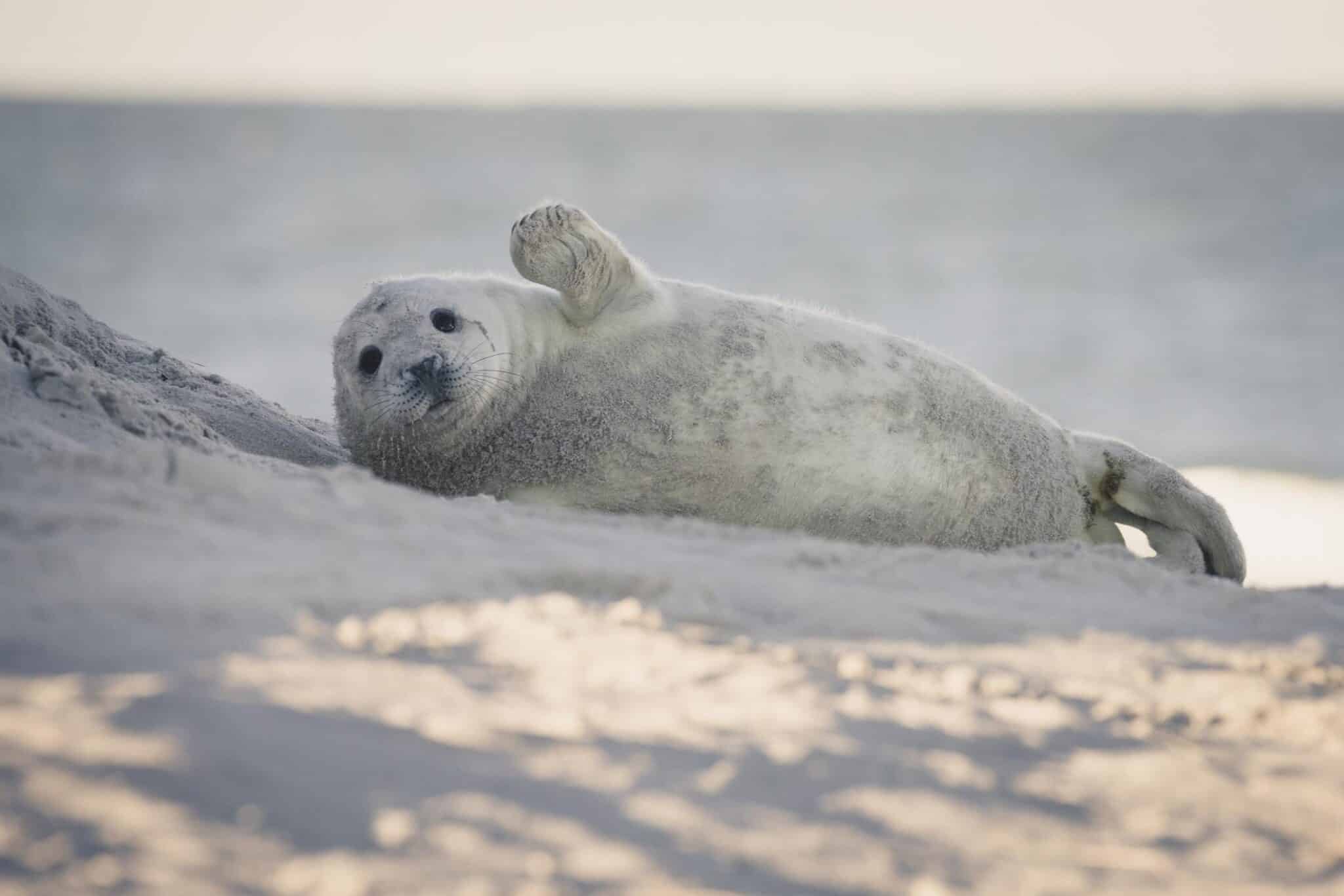 Germany, Helgoland, grey seal pup lying on the beach