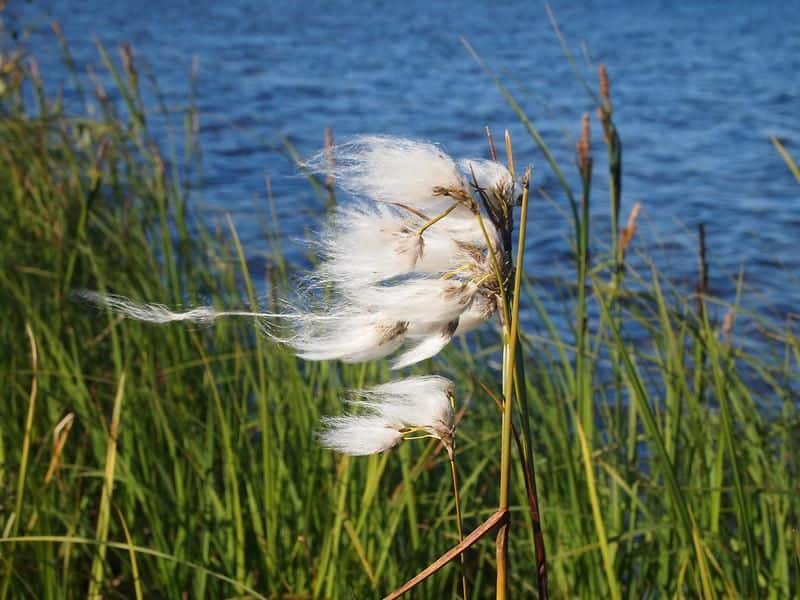 Cottongrass blows in the wind at the edge of Etivlik Lake, Alaska. 