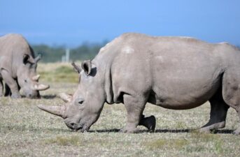 One of the Last Two Surviving Northern White Rhinos Is Being Retired From Breeding Program