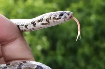 Instagram Photo Leads to Discovery of New Snake Species