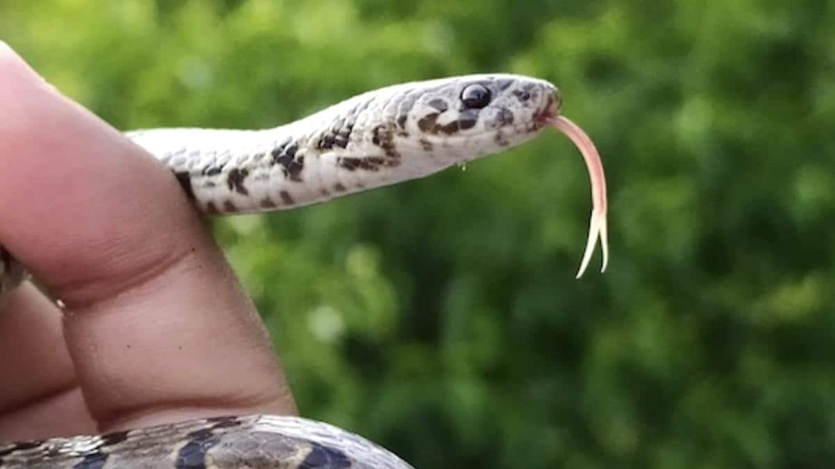The snake ​Virendar Bhardwaj photographed and uploaded to Instagram.