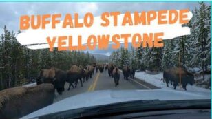 Yellowstone Visitors Shocked as 150+ Migrating Bison Surround Their Car