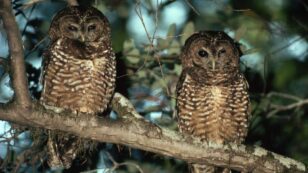 Biden Admin Largely Restores Habitat for Threatened Owls, Reversing Trump’s Deep Cuts