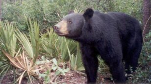 Florida Bear Freed After 28 Days Stuck in Plastic Container