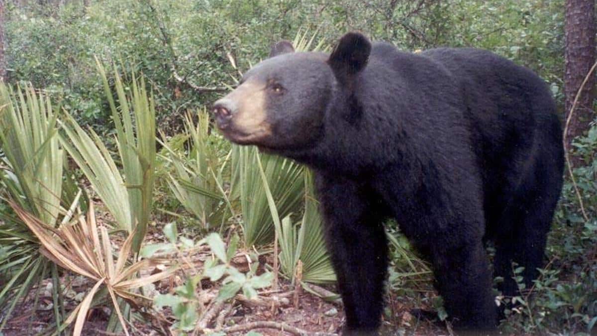 A Florida black bear.