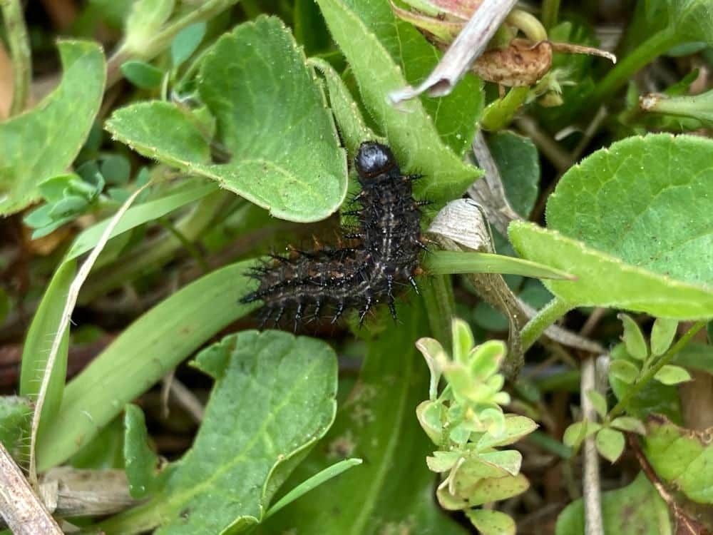 An Oregon silverspot caterpillar