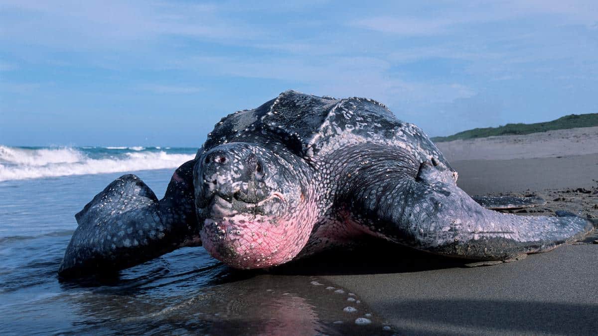A leatherback turtle in Florida during a rare daytime nesting event.