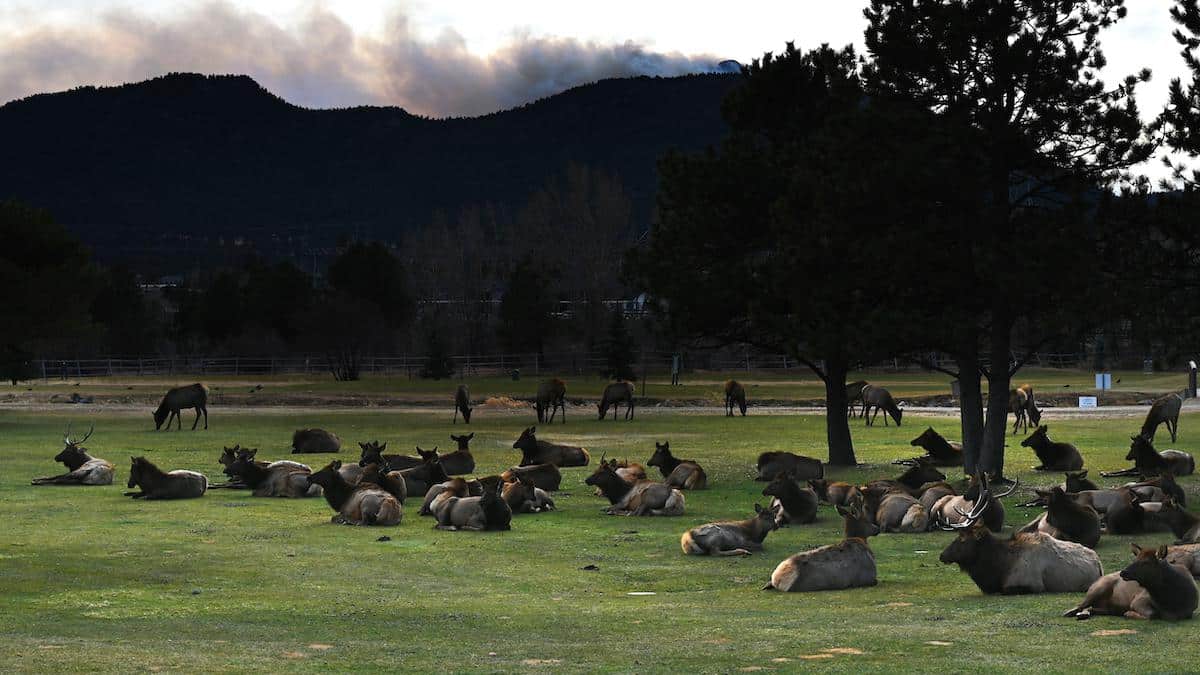 The Kruger Fire burns in the Colorado Rocky Mountains as animals graze in a field.