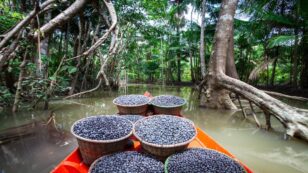 Açaí Demand Leads to Biodiversity Loss in the Amazon