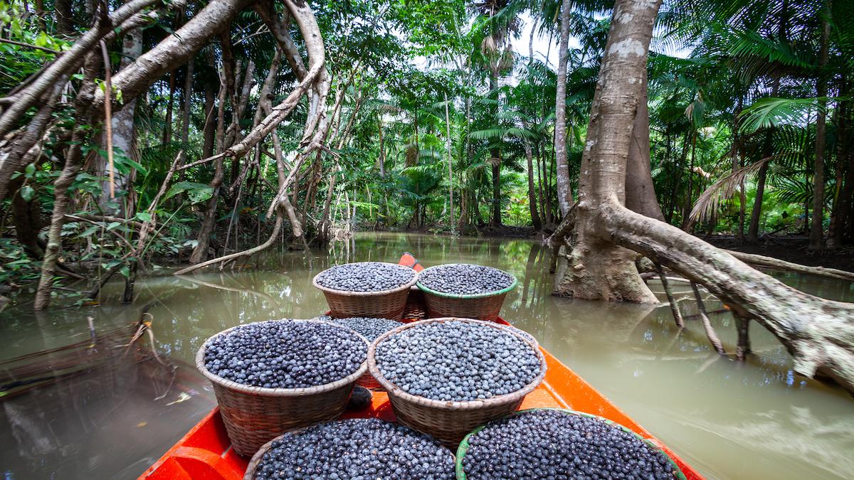 ​Fresh acai berries on a boat in the Amazon rainforest in Brazil.