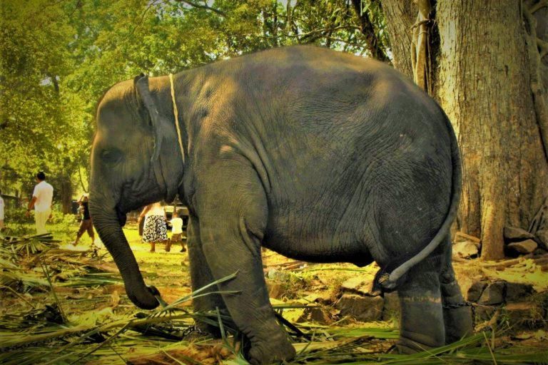 Sujeewa, 15 metų dramblys, laukinių gyvūnų sugautas, kai jam buvo 3 metai.