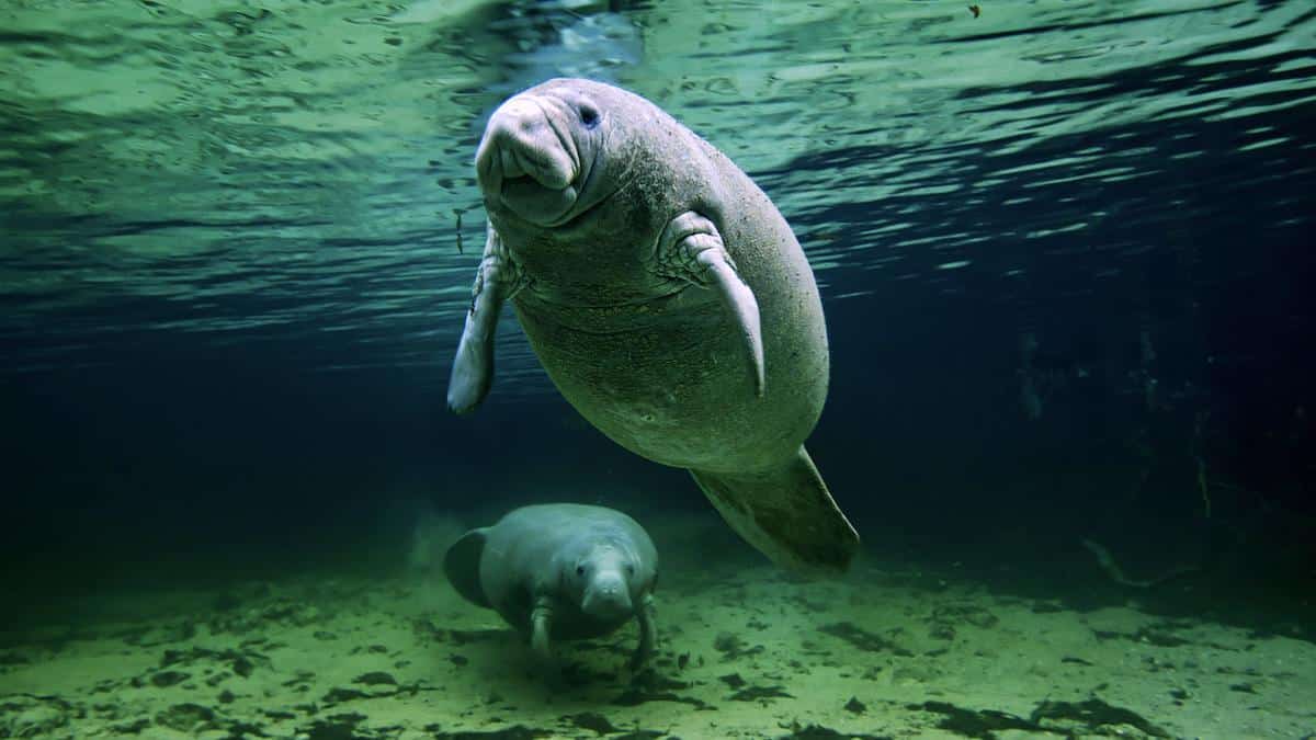<wbr />A female manatee and her calf in Florida's Crystal River.