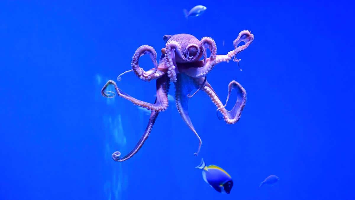 <wbr />A day octopus, also known as the big blue octopus.
