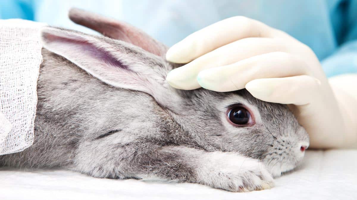 A rabbit receiving treatment at a veterinary laboratory.