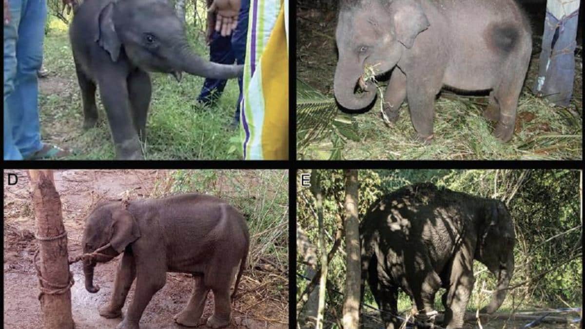 Elephant calves that were taken from the wild.