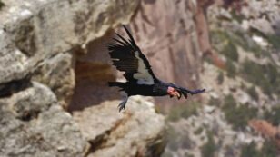 California Condors Are Capable of Virgin Births