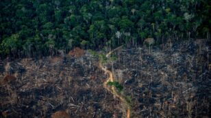 Deforestation in Brazilian Amazon Accelerates to Highest Level in 15 Years
