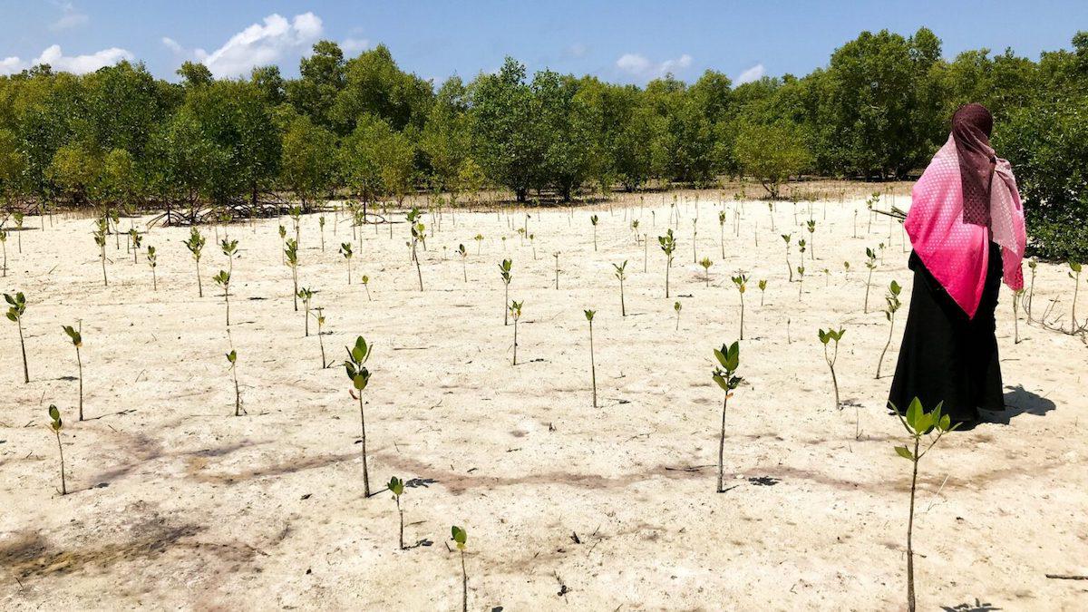Restoring mangrove forests in Tanzania.
