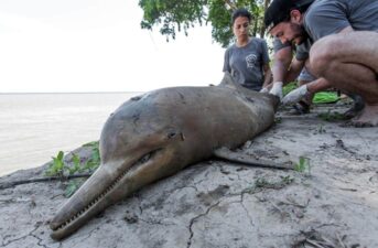 Sea Shepherd Finds Endangered Amazonian Dolphins Dead and Possibly Harpooned