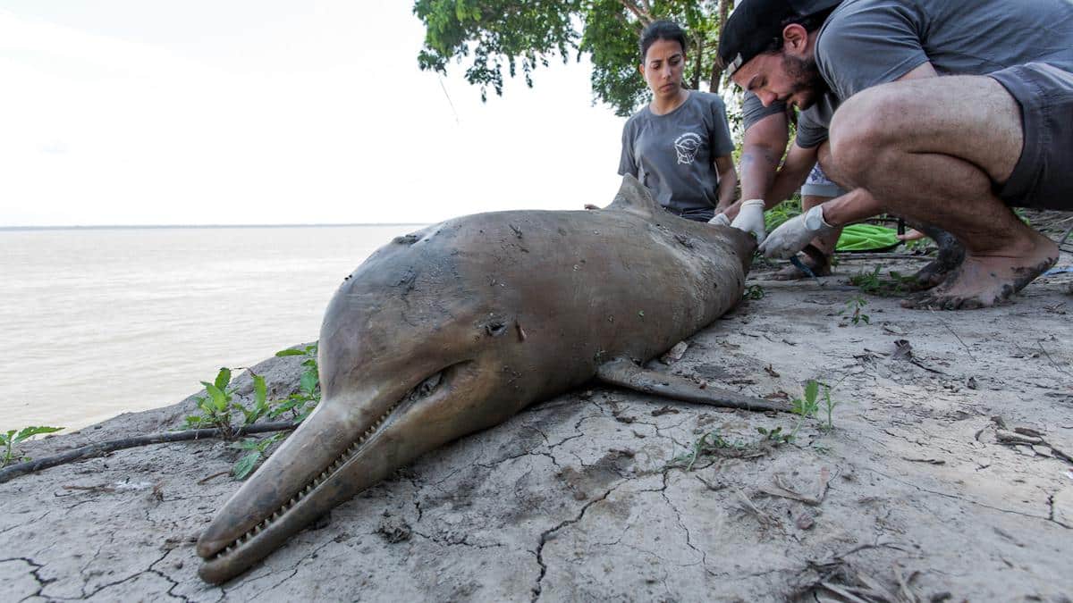 ​Scientists and Sea Shepherd Brazil team members examine a dead Amazon river dolphin.