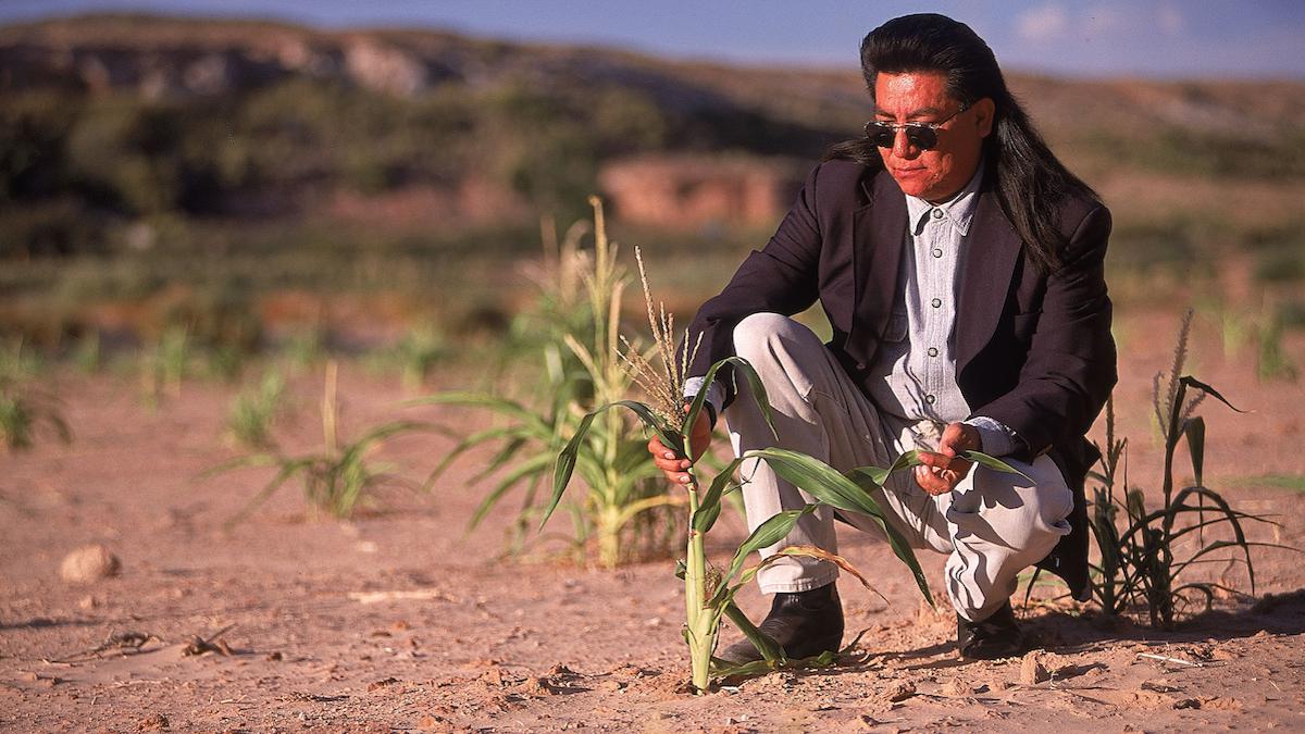 ​An Indigenous farmer shows his stunted corn on his Hopi Reservation plot.