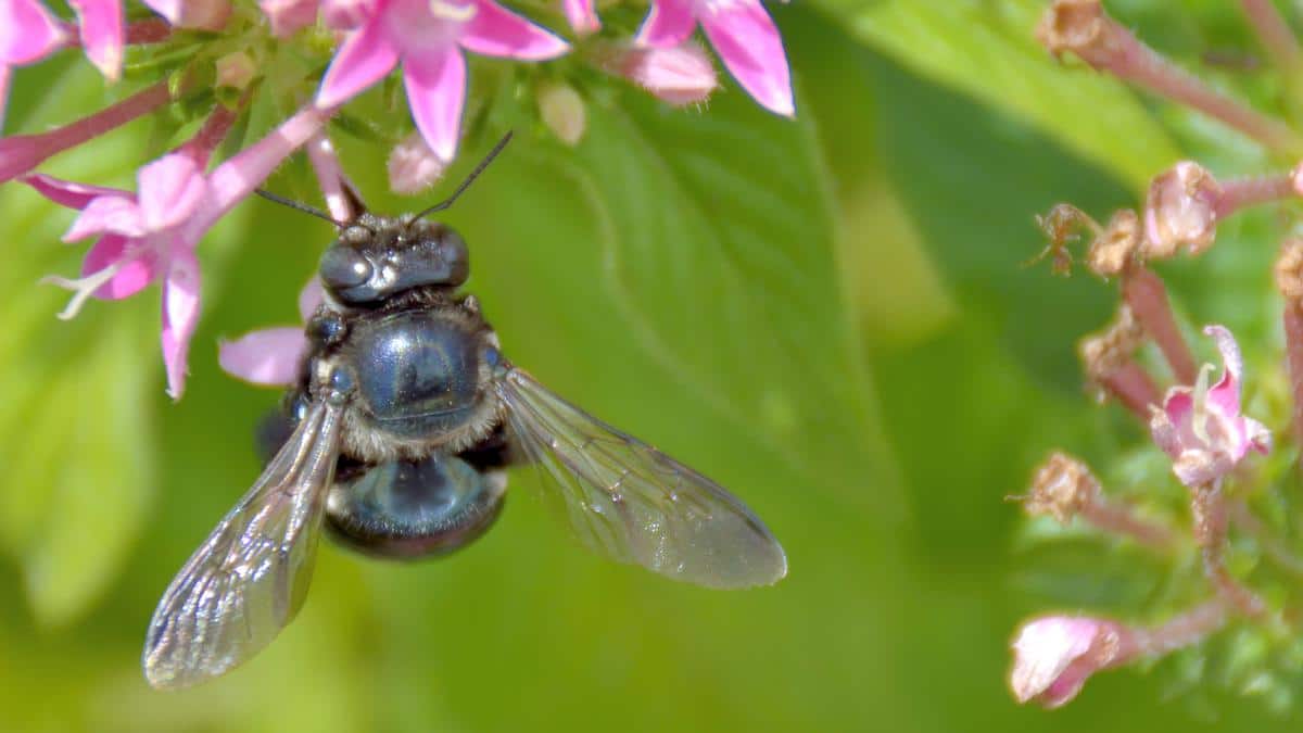 A blue orchard bee.