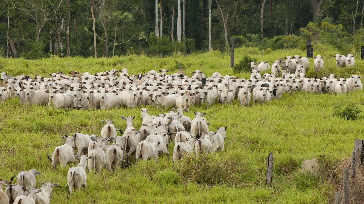 <wbr />Deforestation for cattle grazing in Brazil.