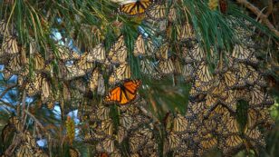 Unofficial Count Shows Hope for Western Monarchs
