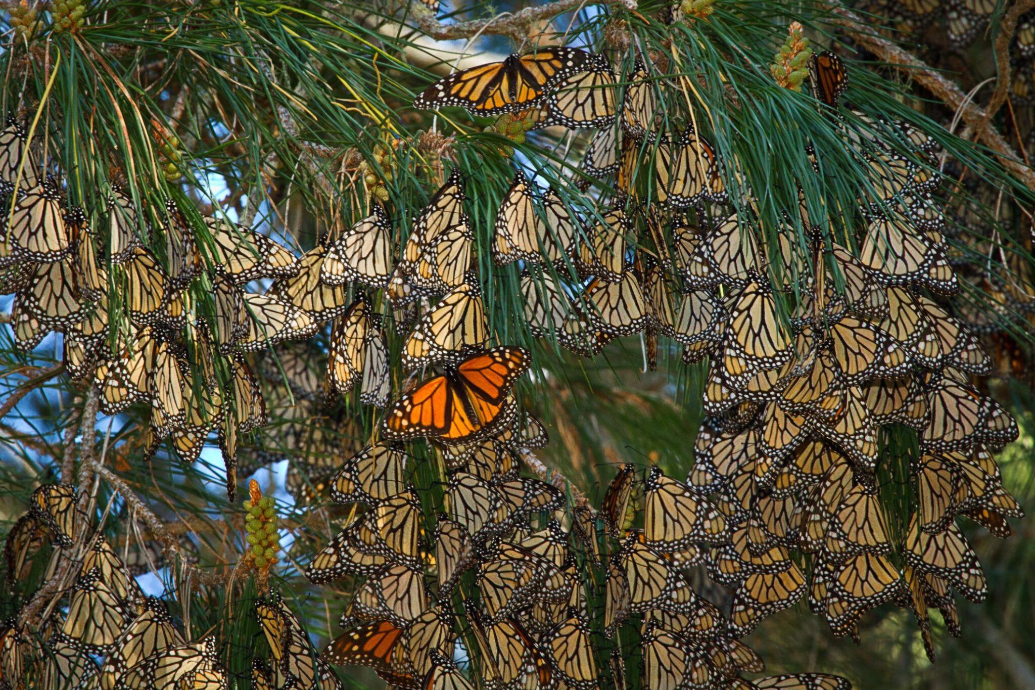 Monarch butterflies on native pine tree