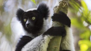 Singing Lemurs Could Help Scientists Understand Human Rhythm